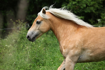 Haflinger running on pasturage