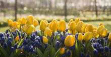 Yellow Tulips And Blue Grape Hyacinths In Spring