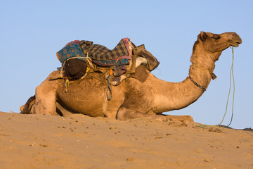 Wall Mural - Camel at the Pushkar Fair , Rajasthan, India