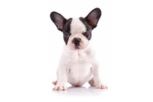French Bulldog Puppy Portrait Over White Background