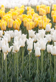 Fototapeta Tulipany - yellow, white and green
