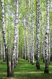 Fototapeta Natura - Spring greens in birch grove