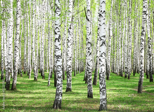 Obraz w ramie First spring greens in birch grove