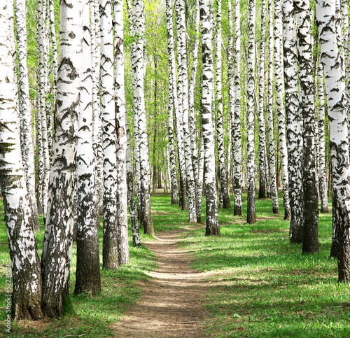 Naklejka na szybę Spring in birch grove