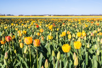 Wall Mural - Budding and flowering tulips in different colors