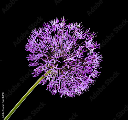 Fototapeta Czosnek - kwiaty  fioletowy-kwiat-czosnku