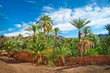 Oasis with palm trees in the middle of the desert