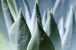 Succulent Plant Close-up