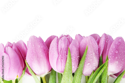 Fototapeta na wymiar Beautiful bouquet of purple tulips, isolated on white