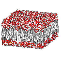 Wall Mural - Palmitoyloleoylphosphatidylethanolamine (POPE) lipid bilayer, mo