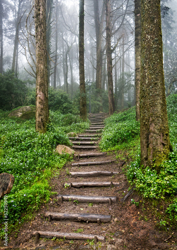 Naklejka na szybę Forest path