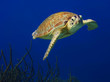 Curious Green Sea Turtle