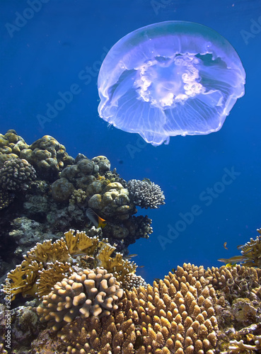 Naklejka dekoracyjna Landscape under water