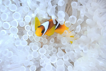 Anemonefish in bleached sea anemone