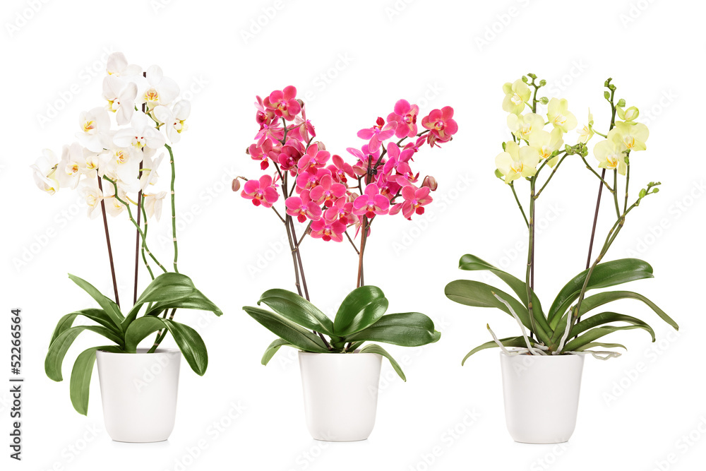 Three blooming orchids in pots - obrazy, fototapety, plakaty 
