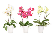 Three Blooming Orchids In Pots