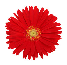 Red Gerbera Flower
