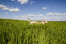 Labrador Retriever In Wheat Field, And Summer Freedom