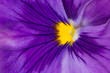 Extreme Closeup of Beautiful Purple Pansy