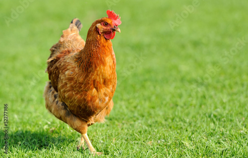 Plakat Brązowy kurczak