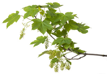 a spring green maple branch