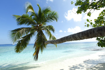 Poster - Palm on beach and sea background