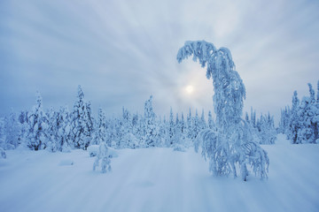 Stunning Lapland wilderness in winter