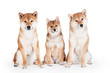 two shiba inu dogs with a puppy