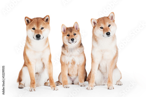 Two Shiba Inu Dogs With A Puppy Buy This Stock Photo And