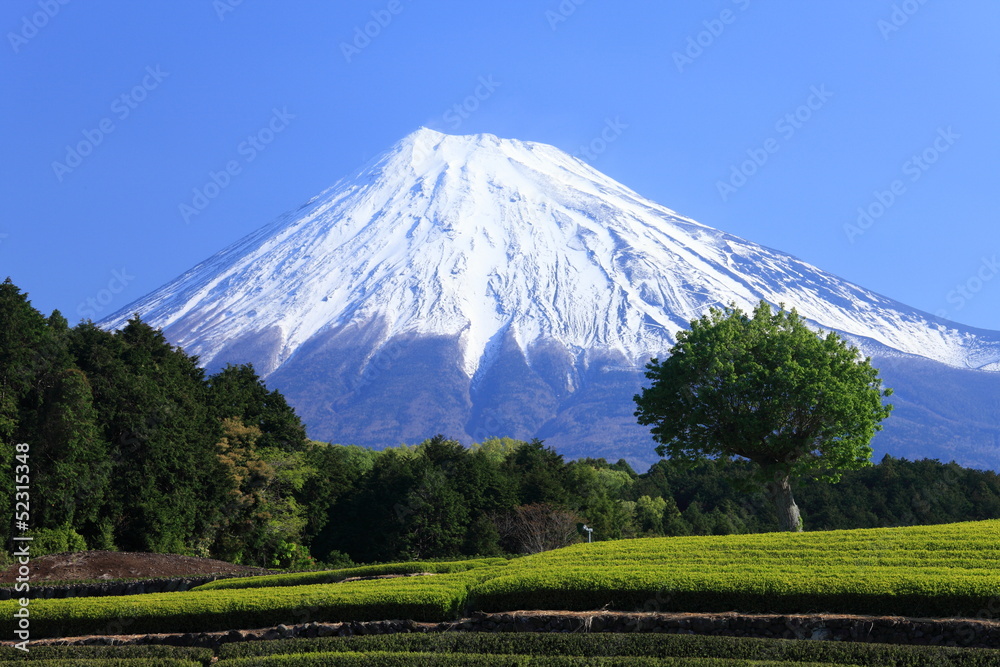 富士春景色Stock Photo | Adobe Stock