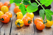Tomaten