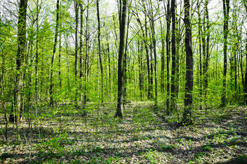 Canvas Print - forest