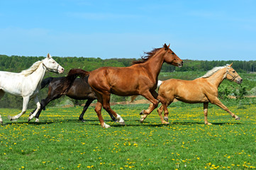Obraz na płótnie trawa pastwisko stado grzywa koń