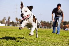 Mid-Air Running Pitbull Dog