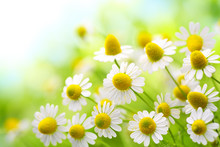 Field Of Chamomile Flowers In The Nature