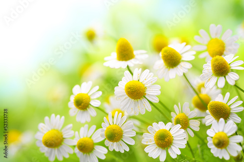 Plakat Rumianek  pole-kwiatow-rumianku-w-naturze
