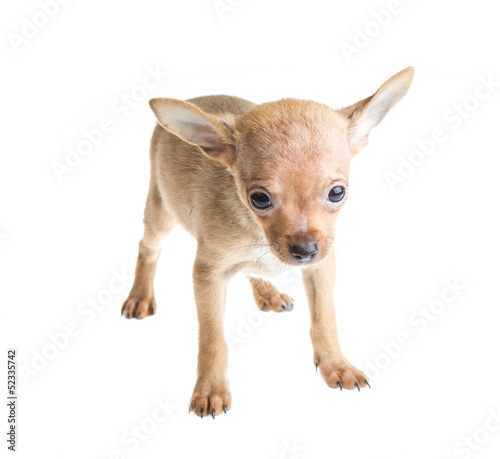 Short Haired Chihuahua Puppy In Front Of A White Background Buy