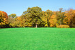 Field of grass - Autumn forest