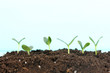 © Africa Studio - Green seedling growing from soil.on bright background
