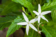 Star Of Bethlehem Flower  ,herb