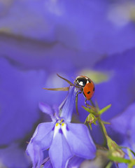 Poster - Ladybug on garden lobelia, beautiful summer photo