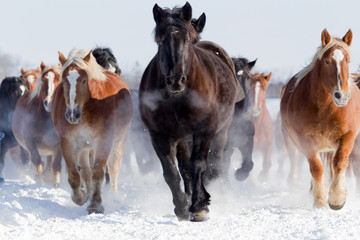 Naklejka śnieg koń zwierzę zimą oddech