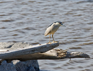 Black-crowned Night Heron