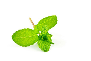 Wall Mural - Peppermint on a white background