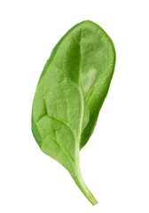 Spinach leaf