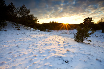 Fototapete - sunset over winter hill in Veluwe