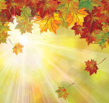 Vector Of Autumnal Leaves On Sunny Background.