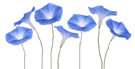 Wall Mural - morning glory