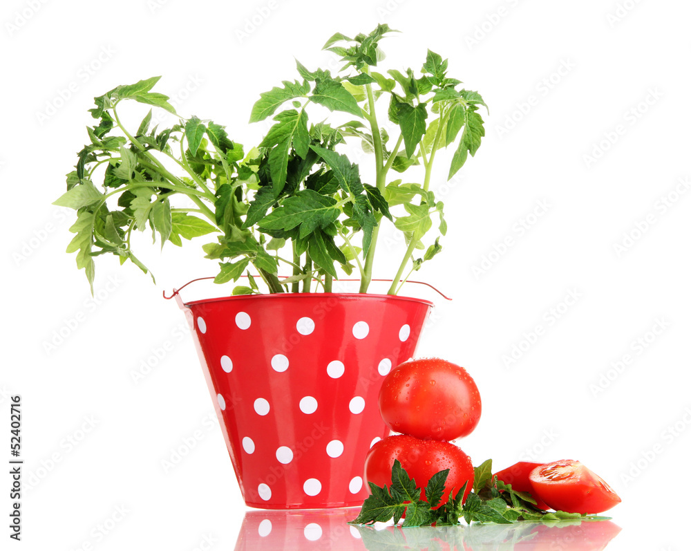Fresh tomatoes and young plant in bucket isolated on white