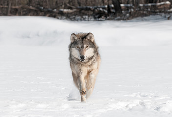 Wall Mural - grey wolf (canis lupus) runs directly at viewer